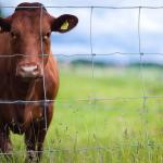 Top selling goat fence, cattle fence Hinge Joint 6ft 8ft galvanized field fence for sale