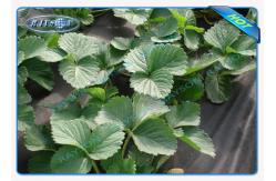 China Soft Feeling Polypropylene Non Woven Fabric Landscape Crop Cover supplier