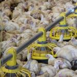 Chicken Drinking Automatic Pan Feeding System For Poultry Farming Equipment Machine for sale