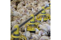 China Chicken Drinking Automatic Pan Feeding System For Poultry Farming Equipment Machine supplier