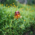 Small Metal Solar Garden Animals Plug In Solar Powered Outdoor Lights Multiple for sale