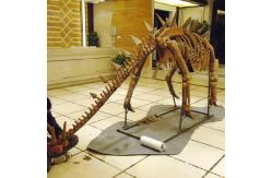 China Life Size Dinosaur Skeleton Replica Fossils Waterproof / Sunproof supplier