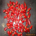 Stemless Dried Red Bullet Chilli Round 12% Moisture 4 - 7cm for sale