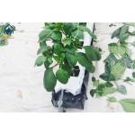 Hydroponics Greenhouse PP Roll Grow Troughs Vegetables Substrate Growing Trough for sale