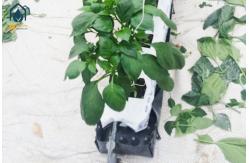 China Hydroponics Greenhouse PP Roll Grow Troughs Vegetables Substrate Growing Trough supplier