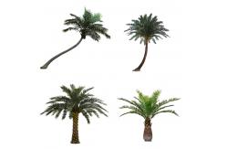 China Royal 15m Artificial Coconut Palm Trees For Outdoor And Indoor supplier