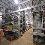 SONCAP 3kw Farm Poultry Egg Collection System Conveyor Type 10cm Width for sale