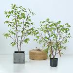 Frabric Leaves Artificial Banyan Tree Complex Branch Interior Decoration