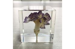 China Cubic Flower Paperweight With Dandelion Inside Embed Processing supplier
