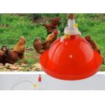 Poultry Drinking Lines System 80pcs Chicken Feeders And Drinkers for sale