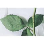Inkjet Polyester Canvas Rolls Waterproof