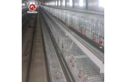China Baby Chicks Cage Include Drinking System supplier