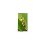 P104ZZD-DFA 1200*2000 10.4 inch LCD Screen lcd Panel for sale