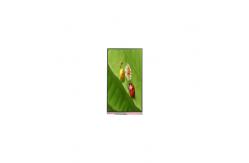 China P104ZZD-DFA 1200*2000 10.4 inch LCD Screen lcd Panel supplier