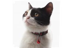 China Sustainable Polyester Tactical Adjustable Pet Collars Leashes supplier