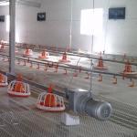 Automatic Poultry Feeder For Broiler Automatic Pan Feeding System for sale