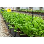 Plastic Hydroponic Tomato Planting Trough PP Roll Black White For Soilless Cultivation for sale