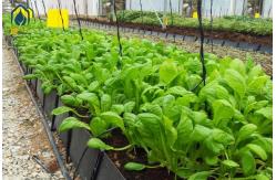 China Plastic Hydroponic Tomato Planting Trough PP Roll Black White For Soilless Cultivation supplier