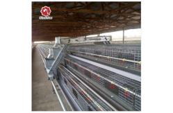 China Customized Multi Layer Poultry Cage Automatic Egg Collection Cages supplier