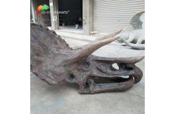 China ISO water repellent Dinosaur Skeleton Replica Fossil Life Size Triceratops Skull supplier