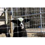 1.2m High Sheep Cattle Fixed Knot Fence 50m 100m Farm Guard Field Fence for sale