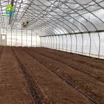 Single-span Polytunnel Plastic Film Galvanized Steel Skeleton Agricultural Tomato Greenhouse