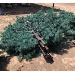30m Disguised Antenna Monopole Self Support Cell Tower
