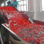 Air Bubble Type Tomato Washing Machine For Vegetable Fruit Processing for sale