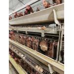 Full Automatic Laying Chicken Cages Egg Layer Cage For Africa Poultry Hens Farms for sale