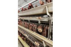 China High Brood Survival Rate Layer Chicken Cage Multilayer Partition Structure supplier