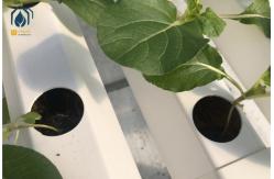 China Large Scale NFT Vertical Hydroponic Farming System 100mm Width For Vegetables Herbs supplier