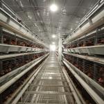 Hens Layer Battery Chicken Cages System H Type Galvanized 384 Birds / Set for sale