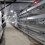 Poultry Feeding Line Broiler Farming Equipment With Automatic Feeders And Drinkers for sale