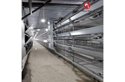 China Poultry Feeding Line Broiler Farming Equipment With Automatic Feeders And Drinkers supplier