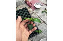 China 50 Cavity Transplanting Nontoxic Seed Germination Tray With Lid supplier