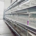 H Frame 8 Doors Broiler Chicken Cage Automatic Hot Dip Galvanized for sale
