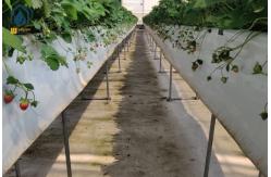 China Indoor Strawberry Growing Troughs Greenhouse PVC Hydroponic Gully Vertical Farming System supplier