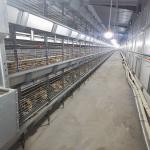 Metal 4 Tiers Chick Brooder Cage Rearing From 1 Day Old To 16 Weeks for sale