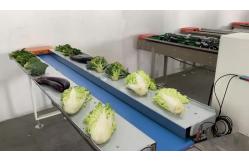 China 150bags/min Pillow Packaging Machine Sachet Fruit Vegetable Packing Machine supplier