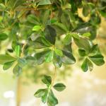 3m Height Artificial Landscape Trees Pittosporum Ficus Tree for office