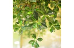 China Height 300cm Artificial Realistic Fake Trees , Realistic Fake Trees All Season supplier