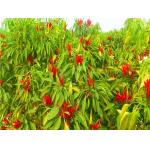New Crop 4-7 Cm Asian Dried Chili Peppers Spicy Popular In Sichuan Restaurants for sale