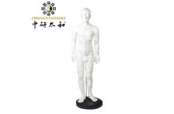 China Realistic Acupuncture Meridian Body Model With Carrying Case supplier