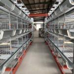 H Type Layer Chicken Cage Q235A Automatic 4 tiers Galvanized Wire for sale