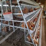 4 Tiers Layer Chicken Cage 160 Birds Automatic A Type Battery Egg for sale