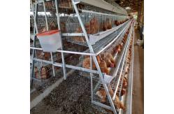 China Manual And Automatic Layer Chicken Steel Cage A Frame supplier