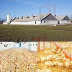Economical Light Steel Structure Chicken House , Prefab Agricultural Buildings for sale
