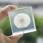 Custom clear epoxy real flower specimen acrylic dandelion paper weight for sale