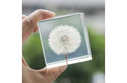 China Custom clear epoxy real flower specimen acrylic dandelion paper weight supplier