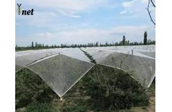 China Customized Bird And Hail Netting 200m 300m Bird Netting For Fruit Trees supplier